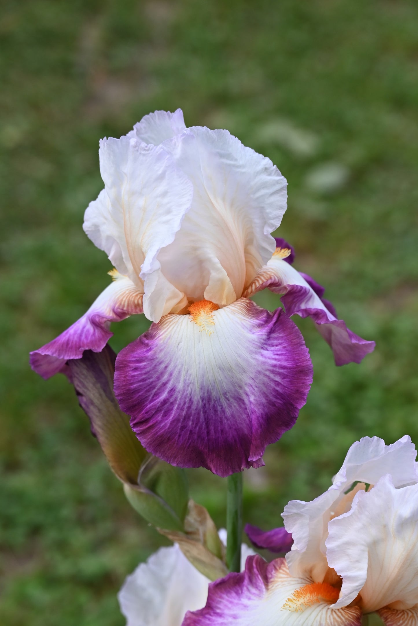 The flower Bold Fashion - Tall Bearded Iris (TB)