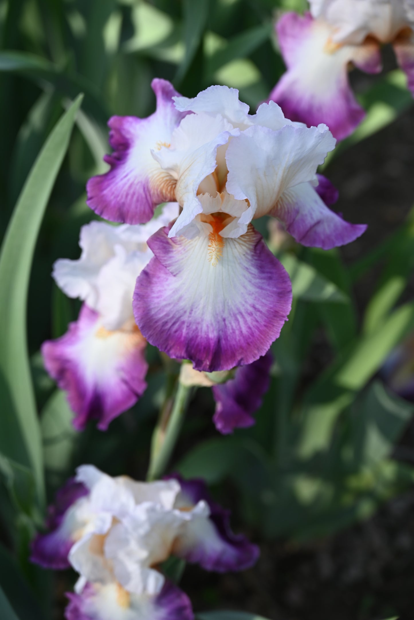 The flower Bold Fashion - Tall Bearded Iris (TB)