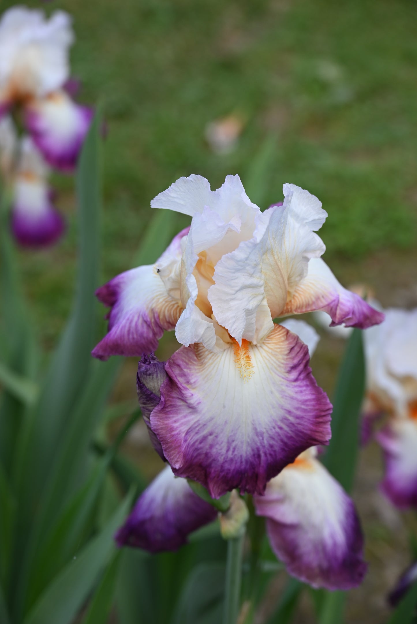 The flower Bold Fashion - Tall Bearded Iris (TB)