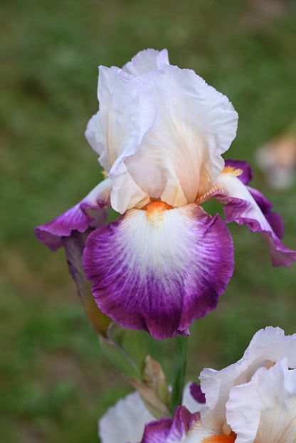 The flower Bold Fashion - Tall Bearded Iris (TB)