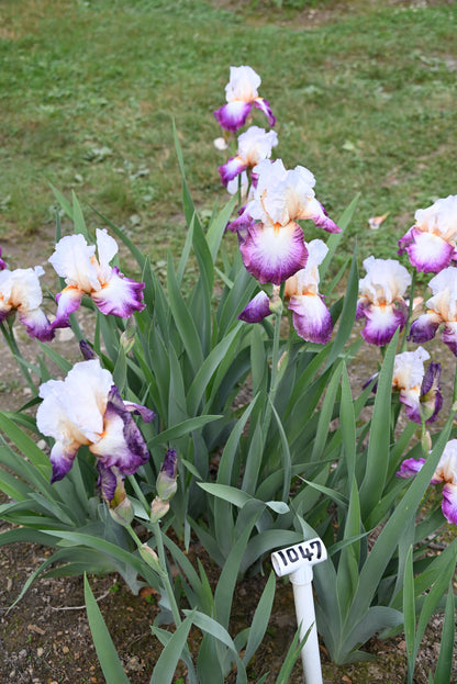 The flower Bold Fashion - Tall Bearded Iris (TB)