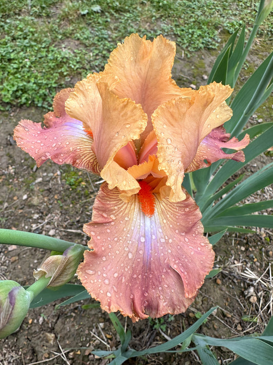 The flower Life of Riley - Tall Bearded Iris (TB)