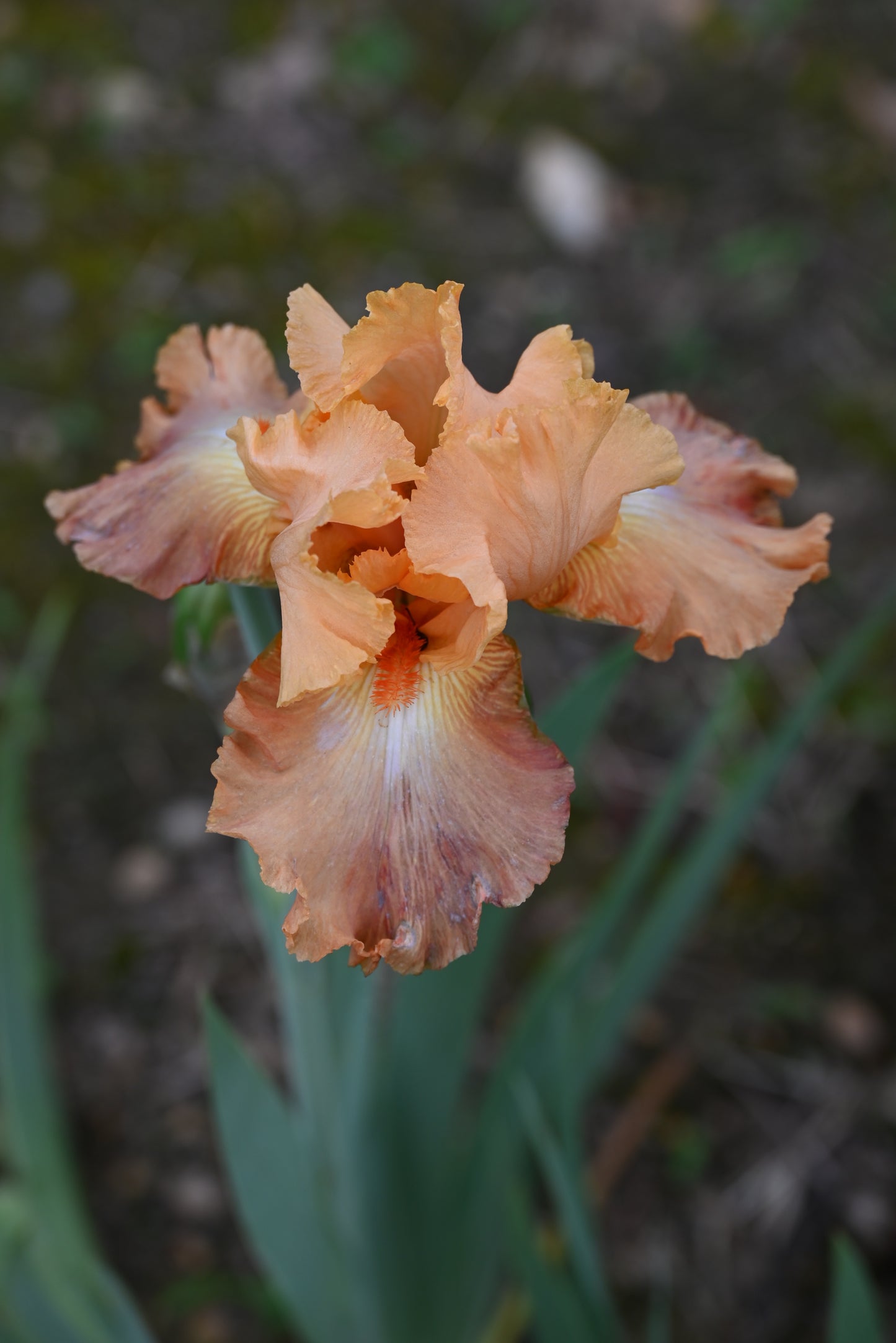 The flower Life of Riley - Tall Bearded Iris (TB)