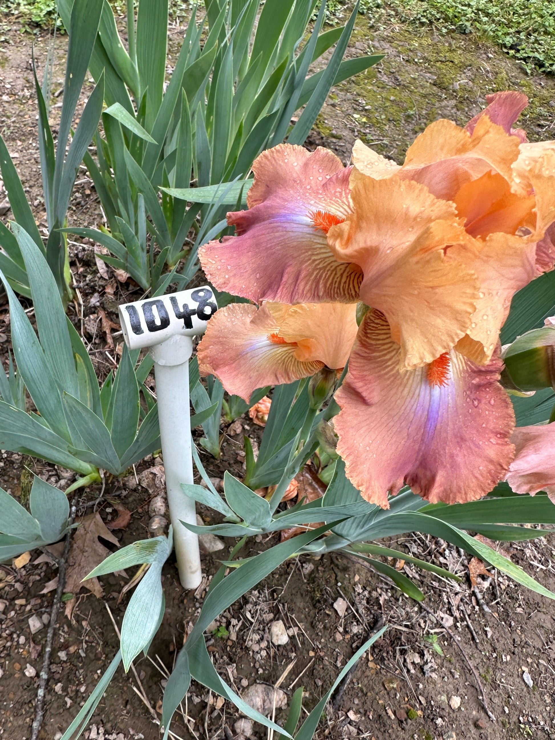 The flower Life of Riley - Tall Bearded Iris (TB)