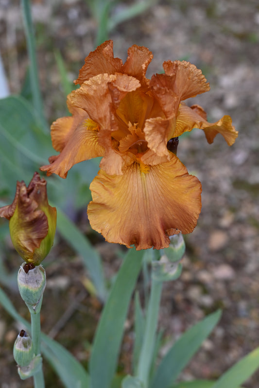 The flower Cable Car - Tall Bearded Iris (TB)