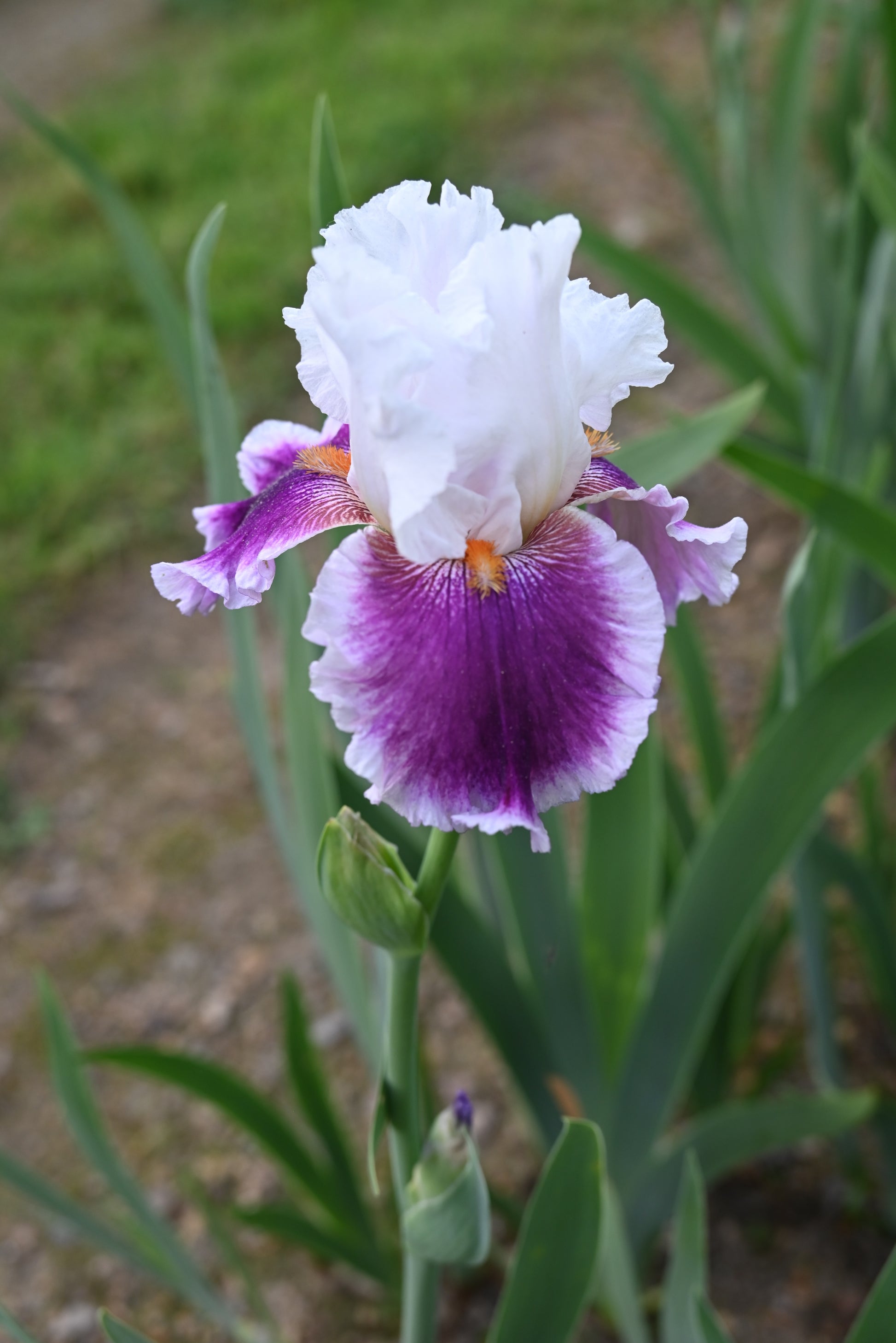 The flower Gracious Curves - Tall Bearded Iris (TB)