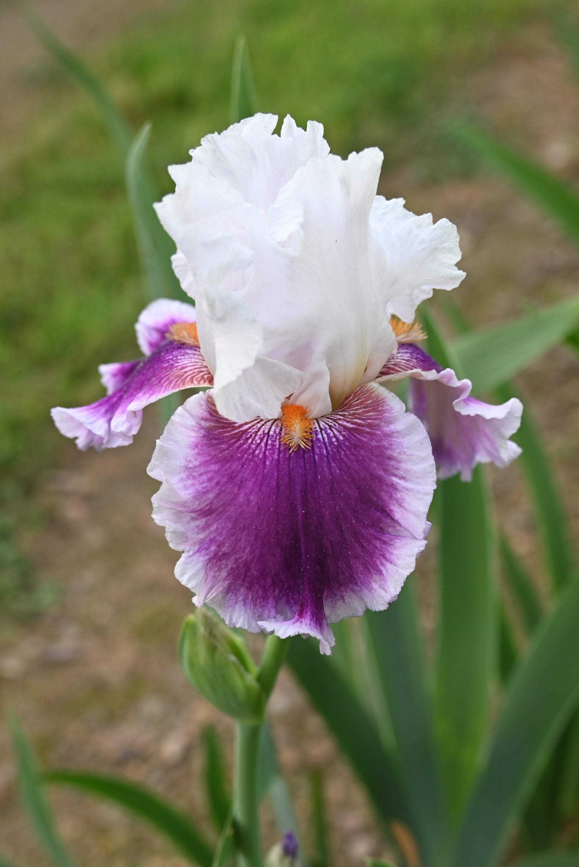 The flower Gracious Curves - Tall Bearded Iris (TB)