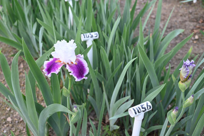 The flower Gracious Curves - Tall Bearded Iris (TB)