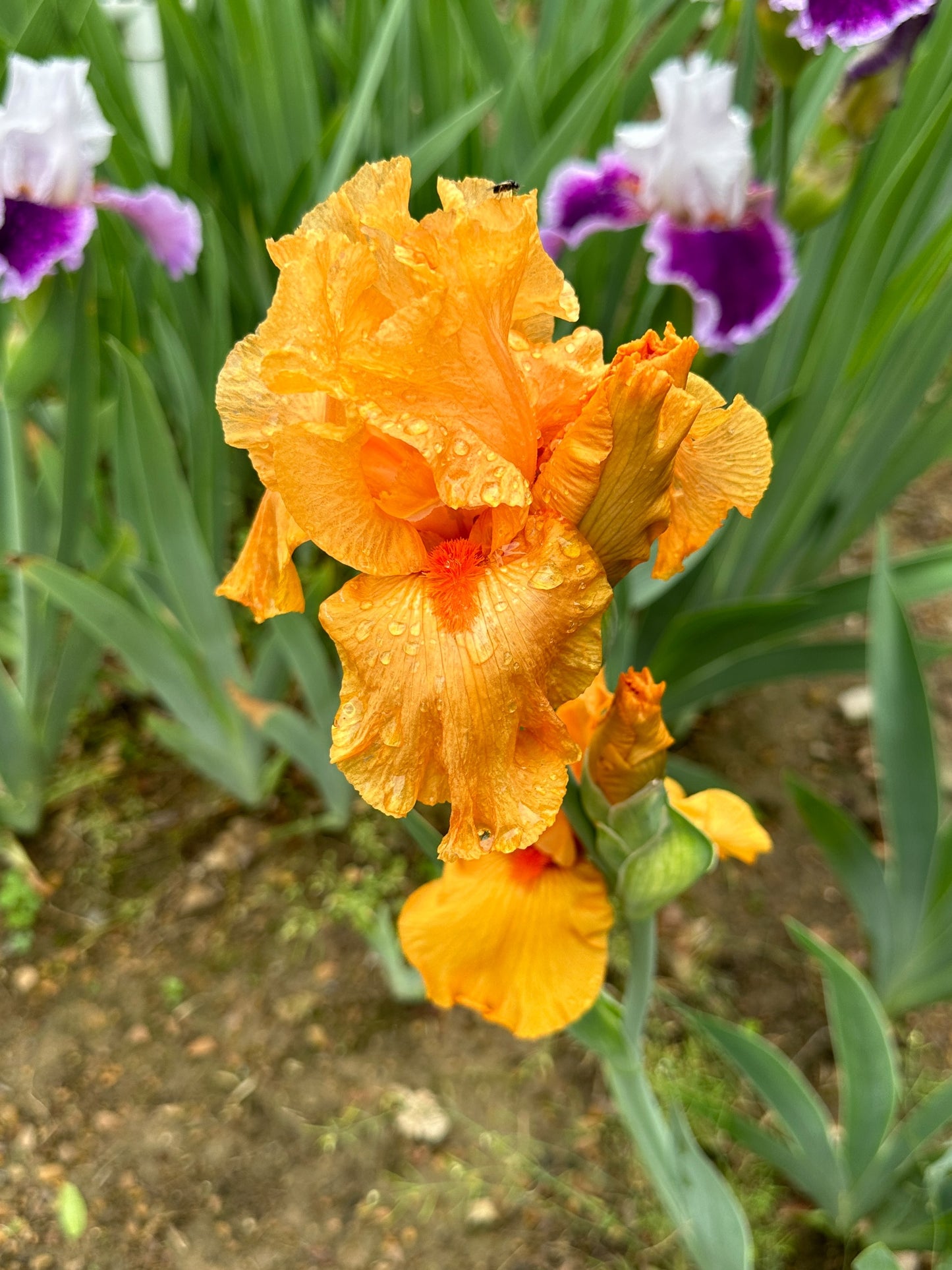 The flower Gratuity - Tall Bearded Iris (TB)