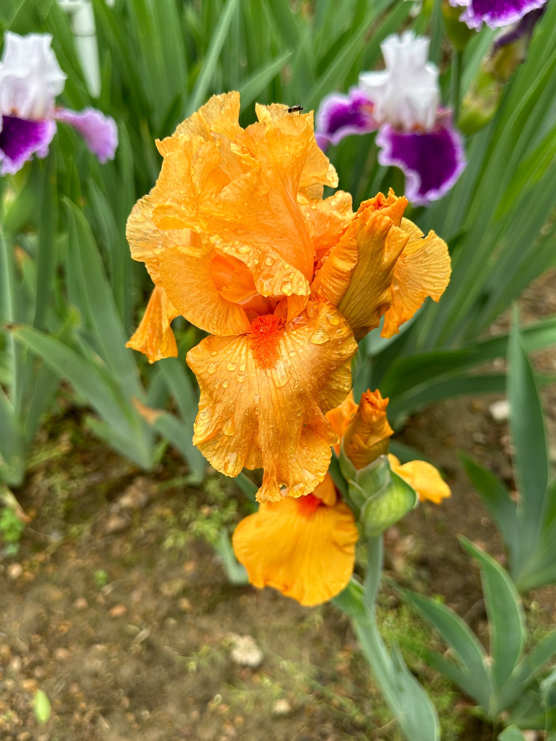 The flower Gratuity - Tall Bearded Iris (TB)