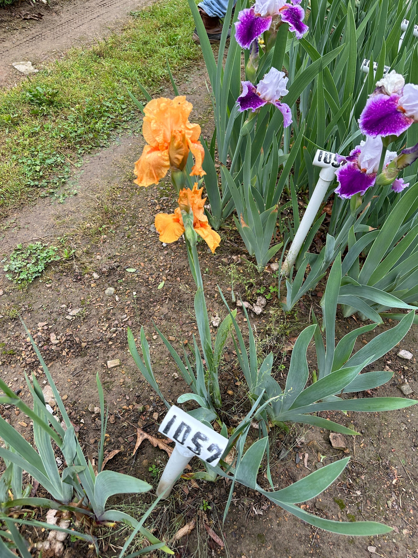 The flower Gratuity - Tall Bearded Iris (TB)