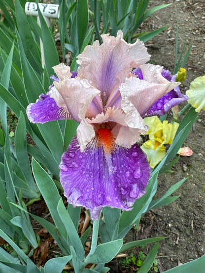 The flower My True Love - Tall Bearded Iris (TB)