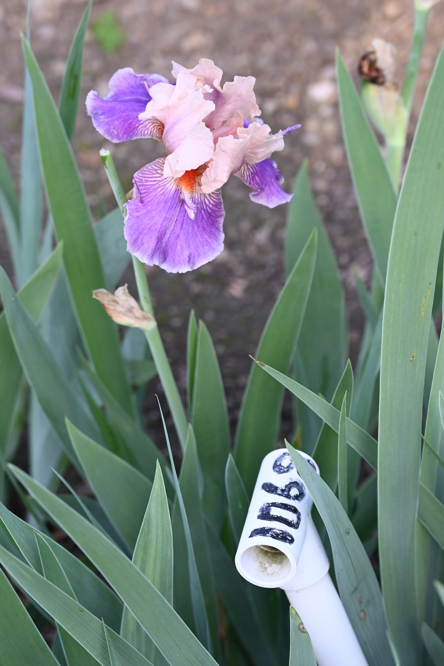 The flower My True Love - Tall Bearded Iris (TB)