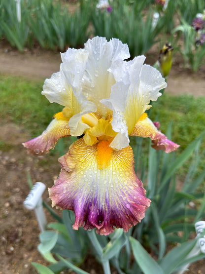 The flower Three Ring Circus - Tall Bearded Iris (TB)