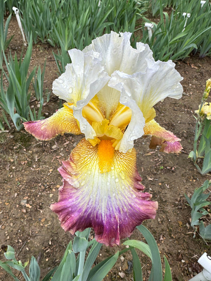 The flower Three Ring Circus - Tall Bearded Iris (TB)