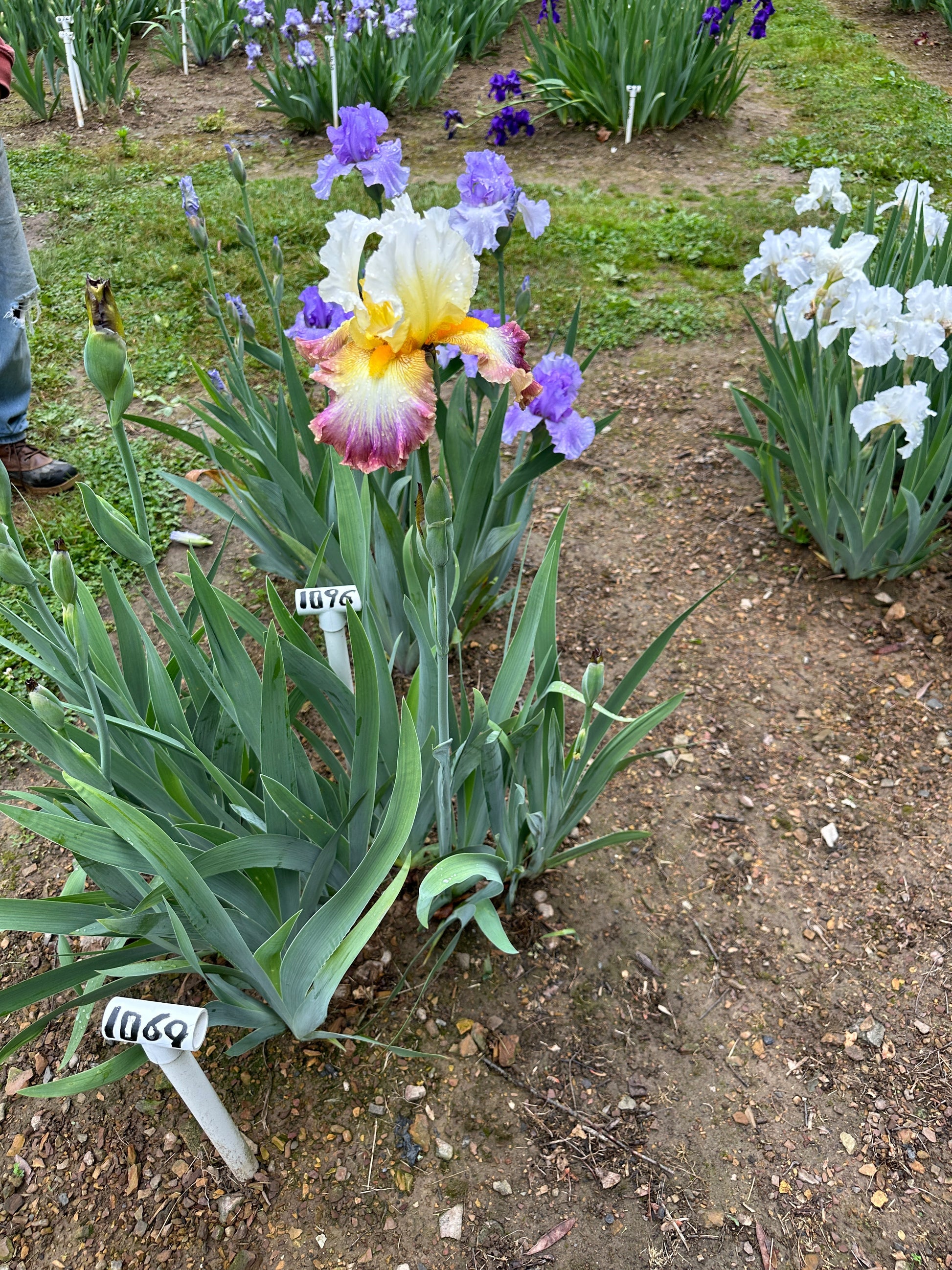 The flower Three Ring Circus - Tall Bearded Iris (TB)