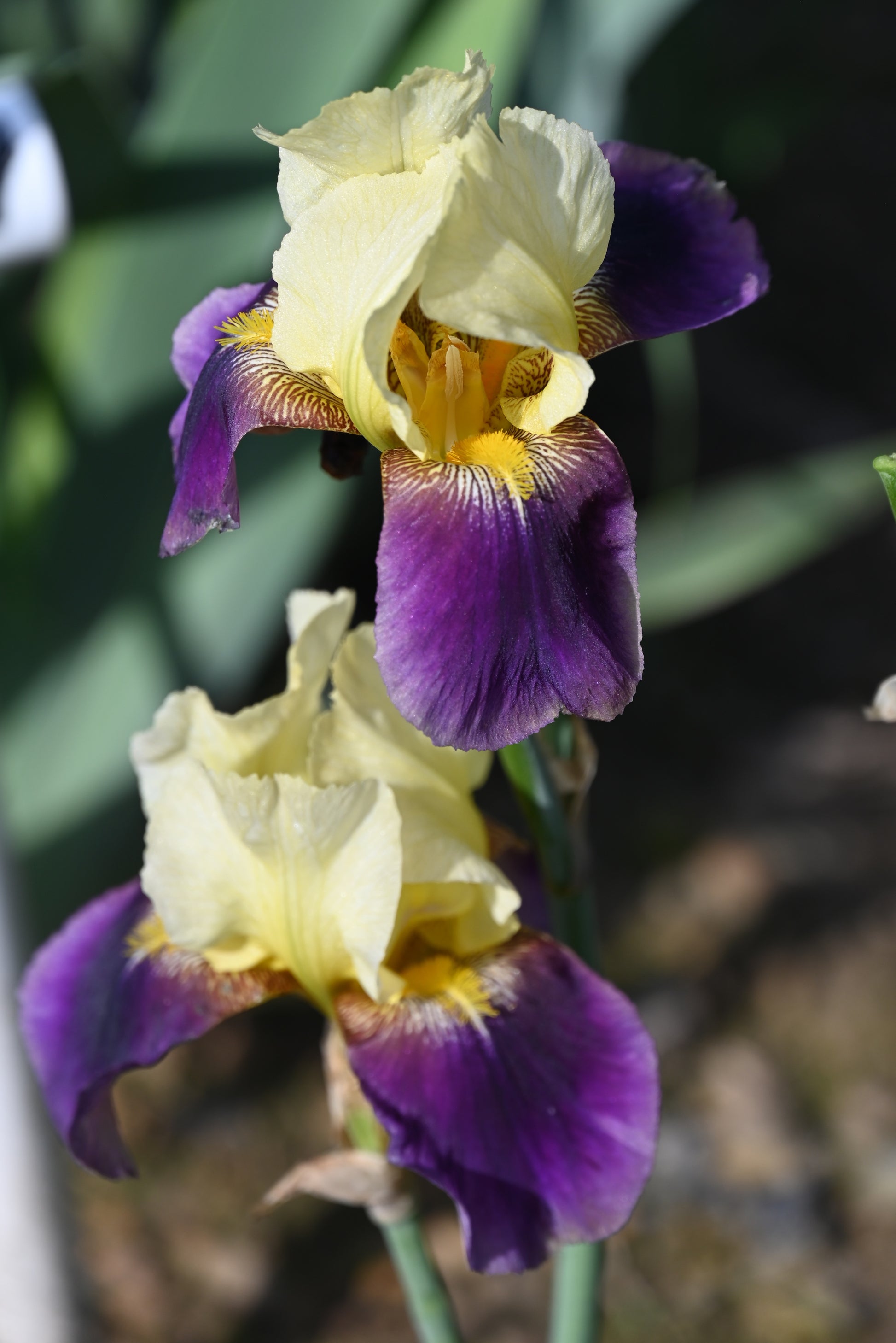 The flower Shoot Me - Tall Bearded Iris (TB)