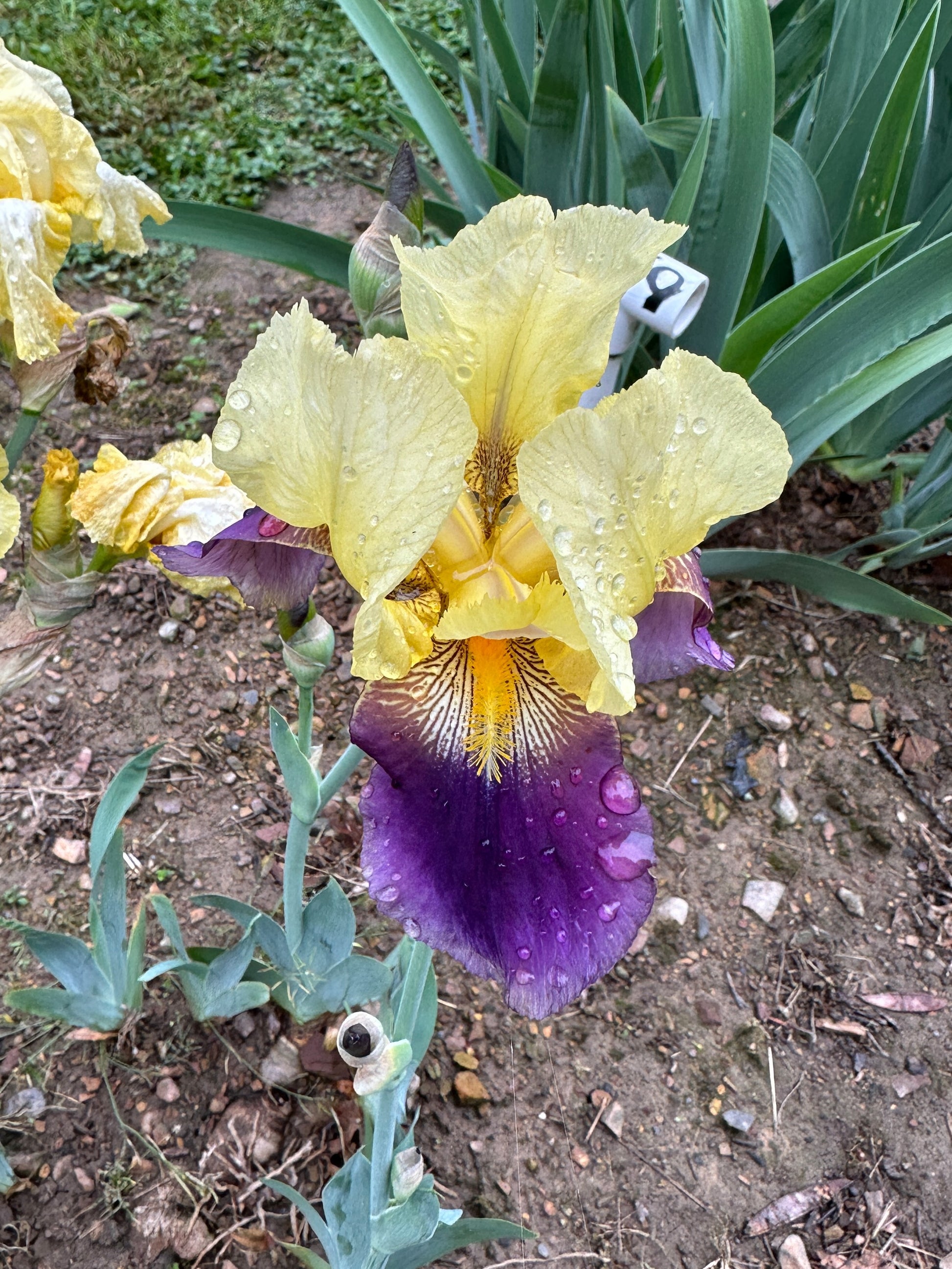 The flower Shoot Me - Tall Bearded Iris (TB)