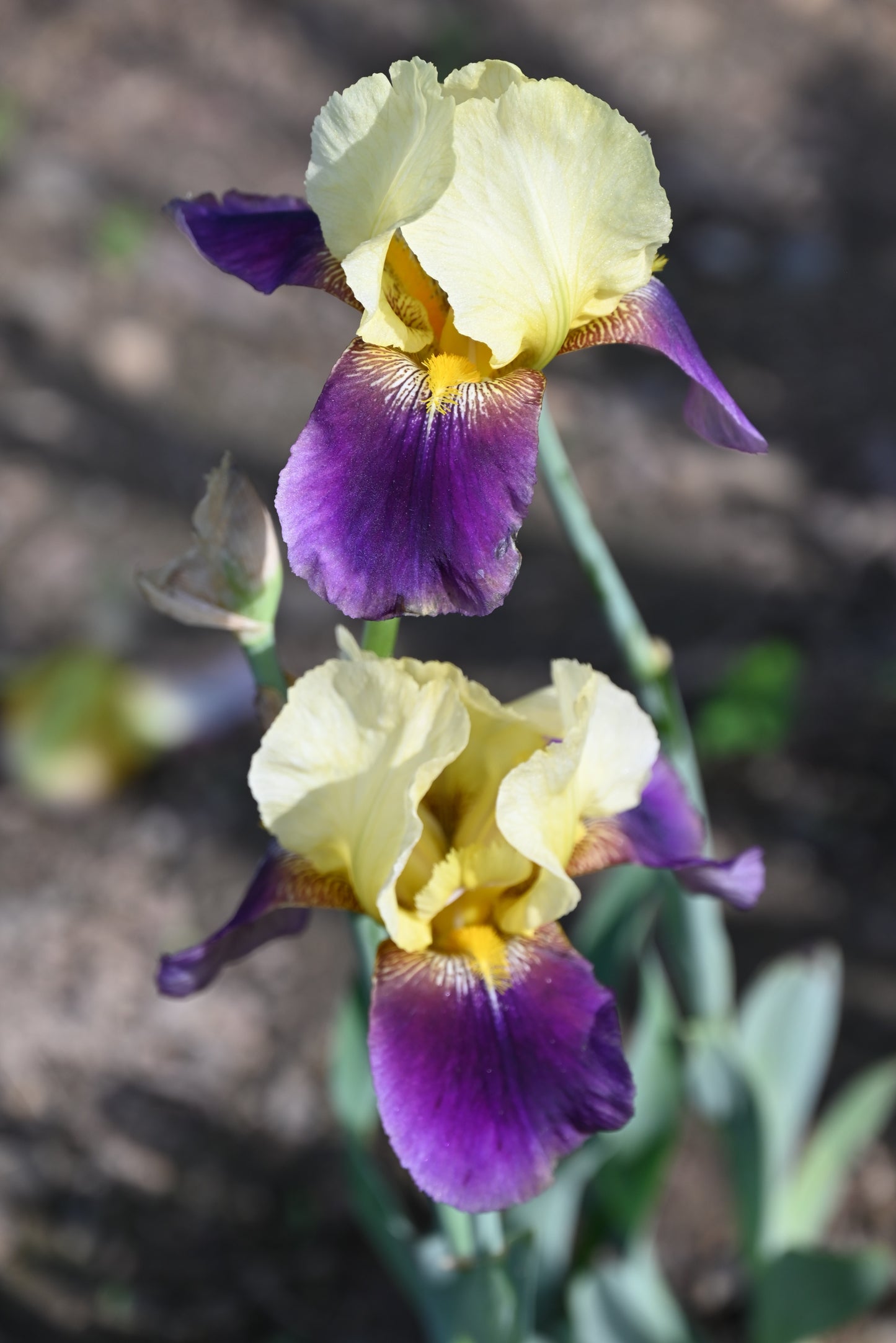 The flower Shoot Me - Tall Bearded Iris (TB)