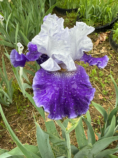 The flower World Premier - Tall Bearded Iris (TB)