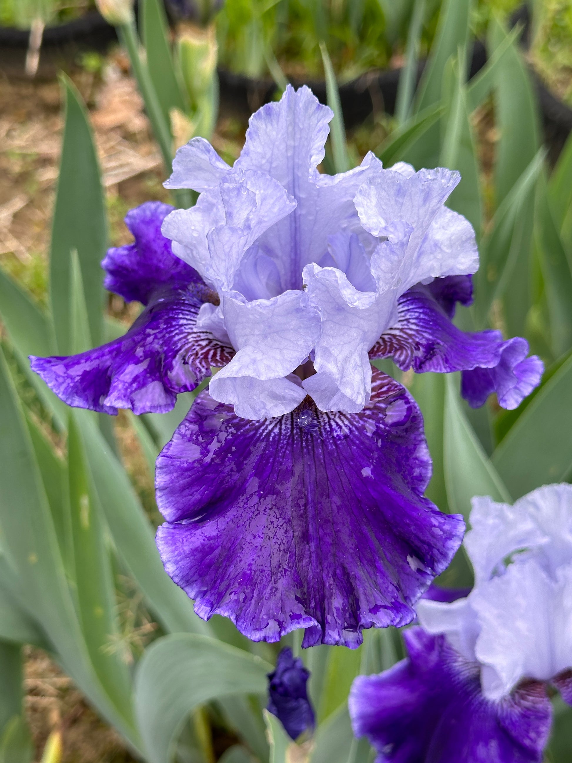 The flower World Premier - Tall Bearded Iris (TB)