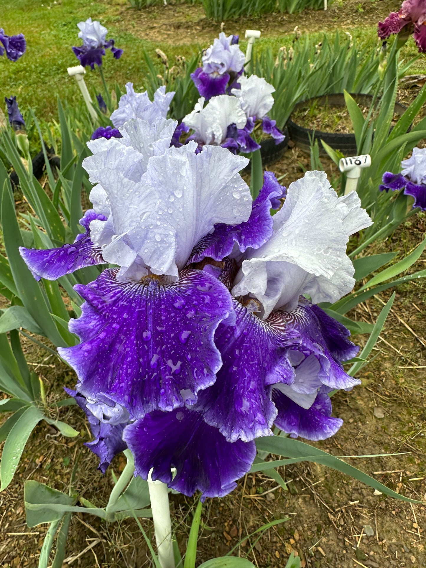 The flower World Premier - Tall Bearded Iris (TB)