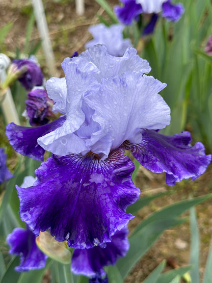 The flower World Premier - Tall Bearded Iris (TB)