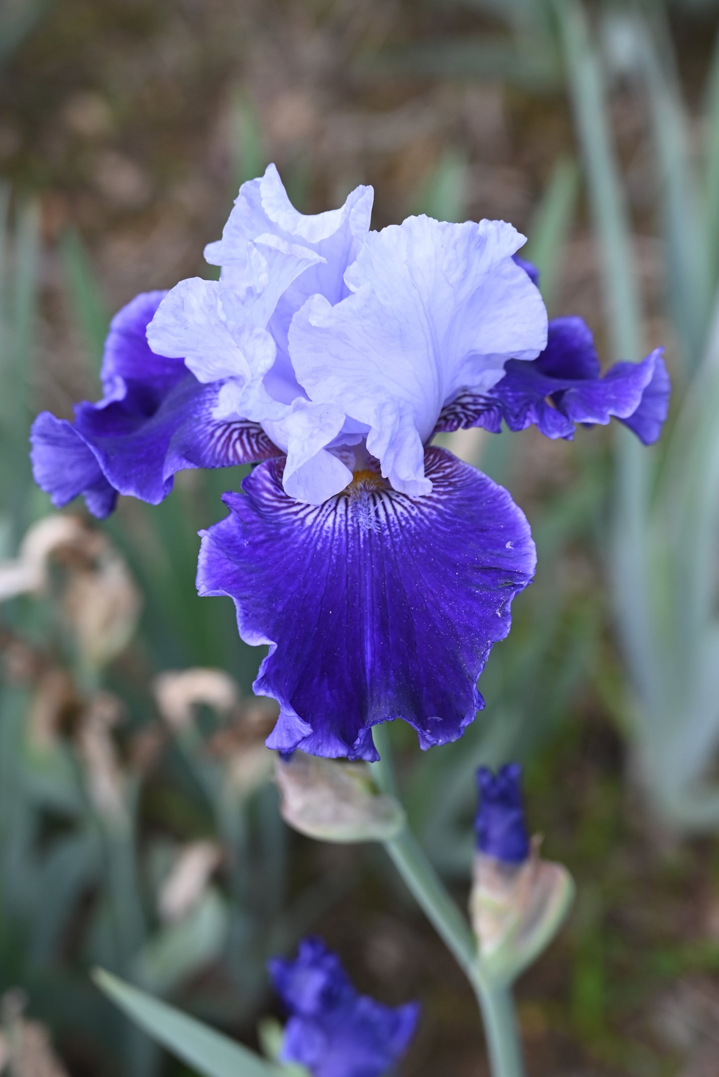 The flower World Premier - Tall Bearded Iris (TB)