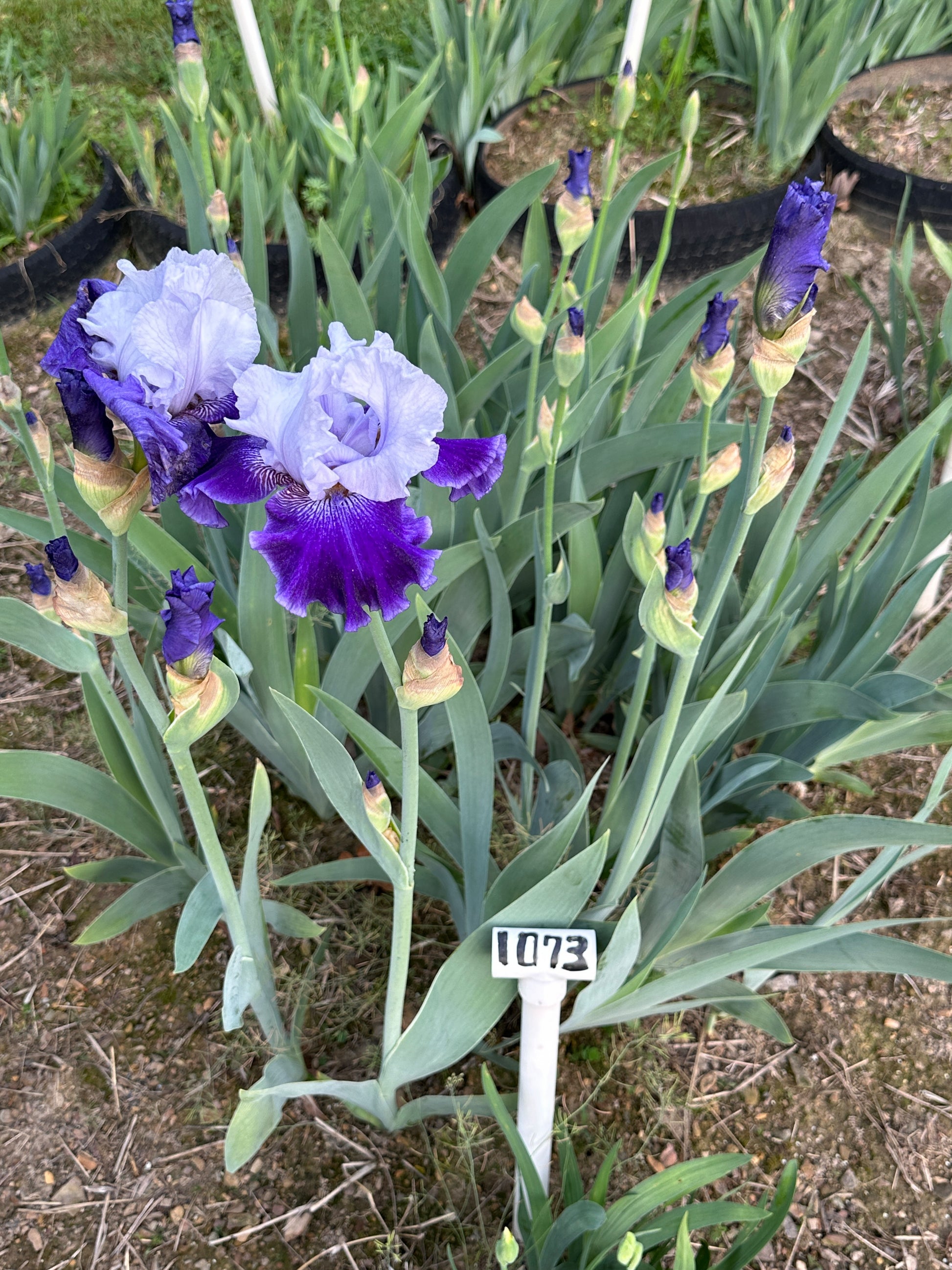 The flower World Premier - Tall Bearded Iris (TB)