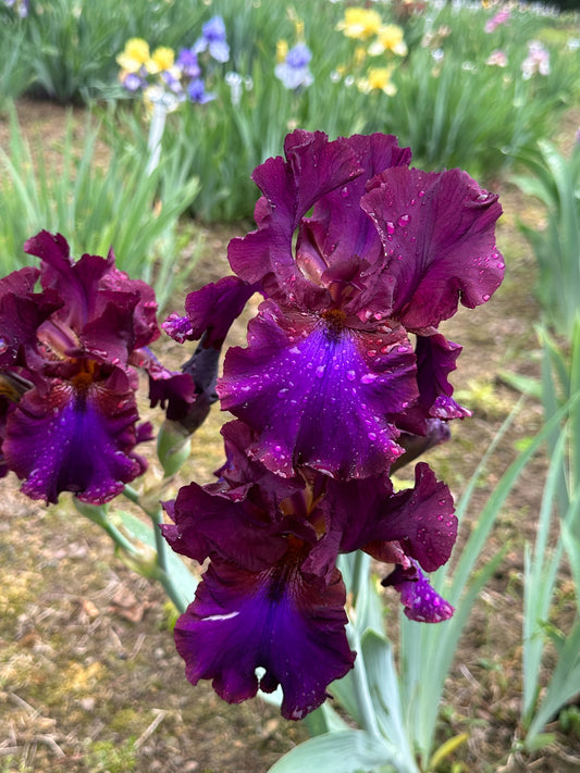 The flower Grape Expectations - Tall Bearded Iris (TB)