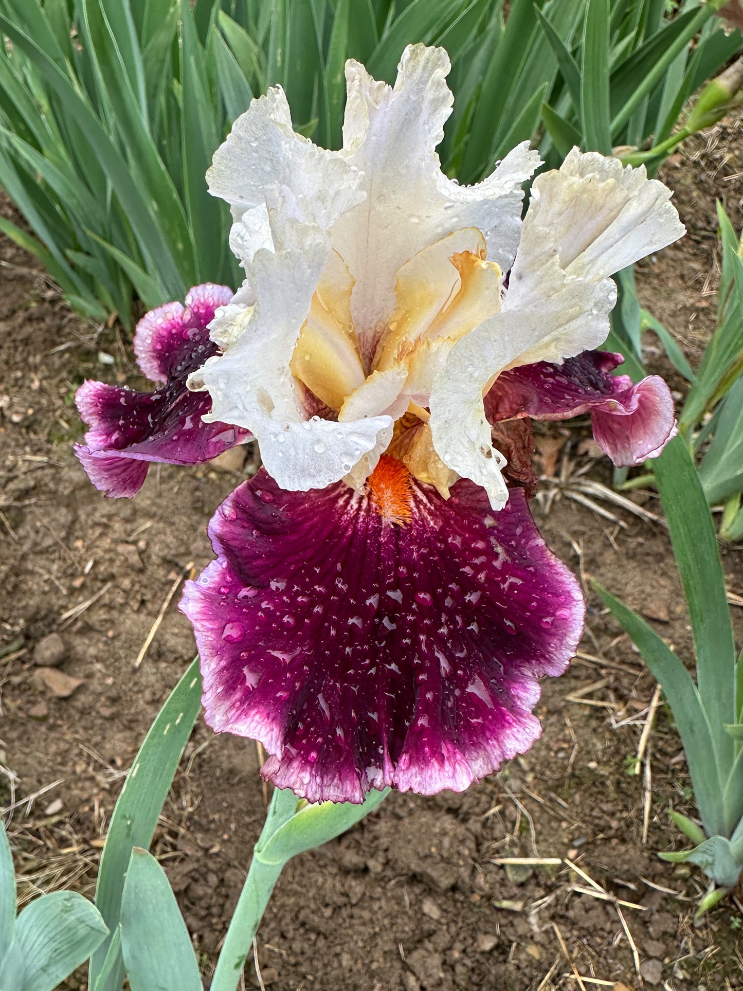 The flower Dinner Talk - Tall Bearded Iris (TB)