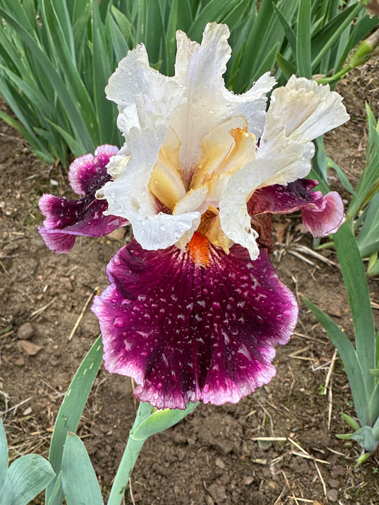 The flower Dinner Talk - Tall Bearded Iris (TB)