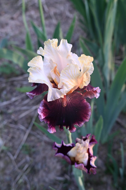 The flower Dinner Talk - Tall Bearded Iris (TB)