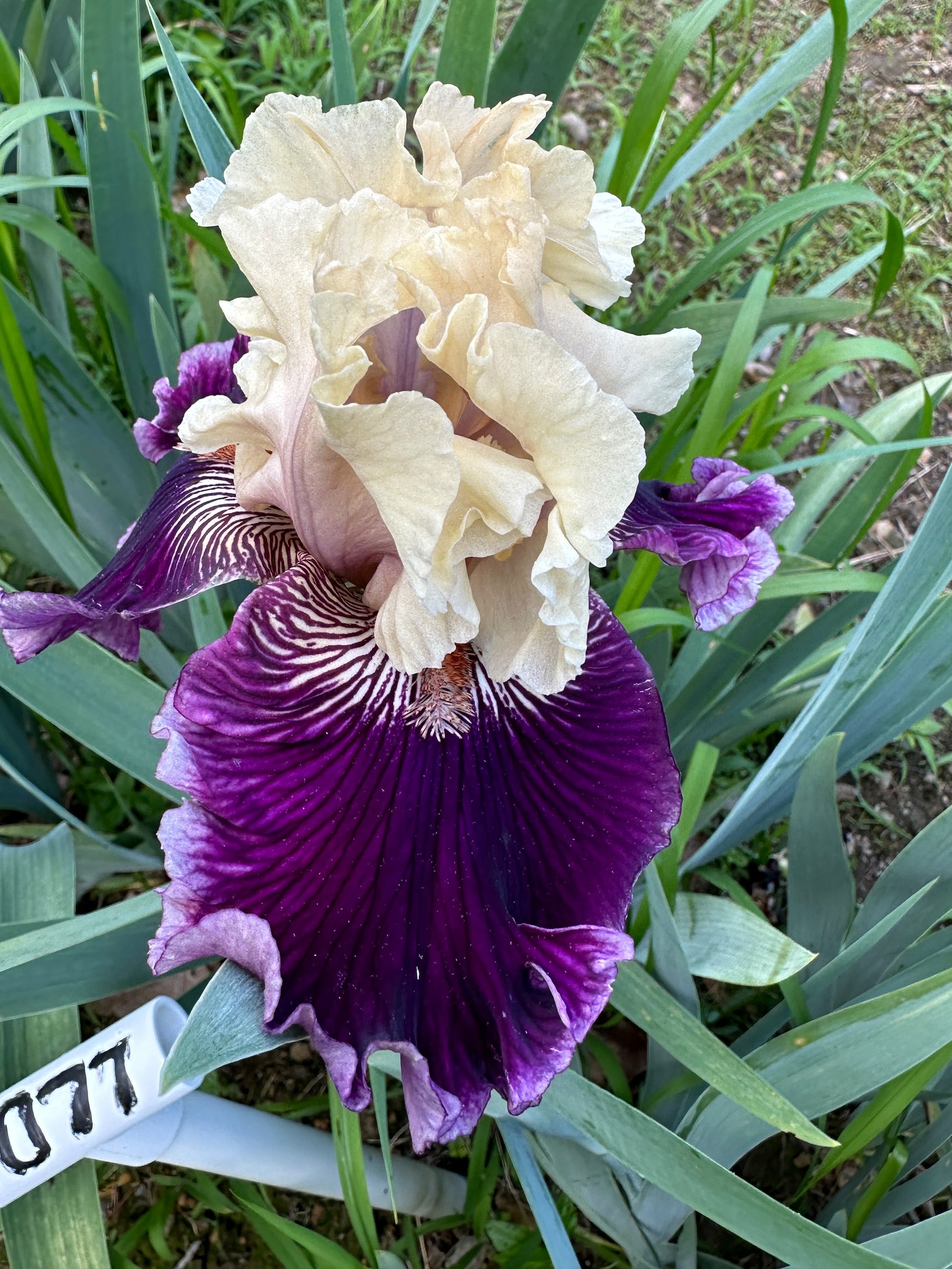 The flower Dinner Talk - Tall Bearded Iris (TB)