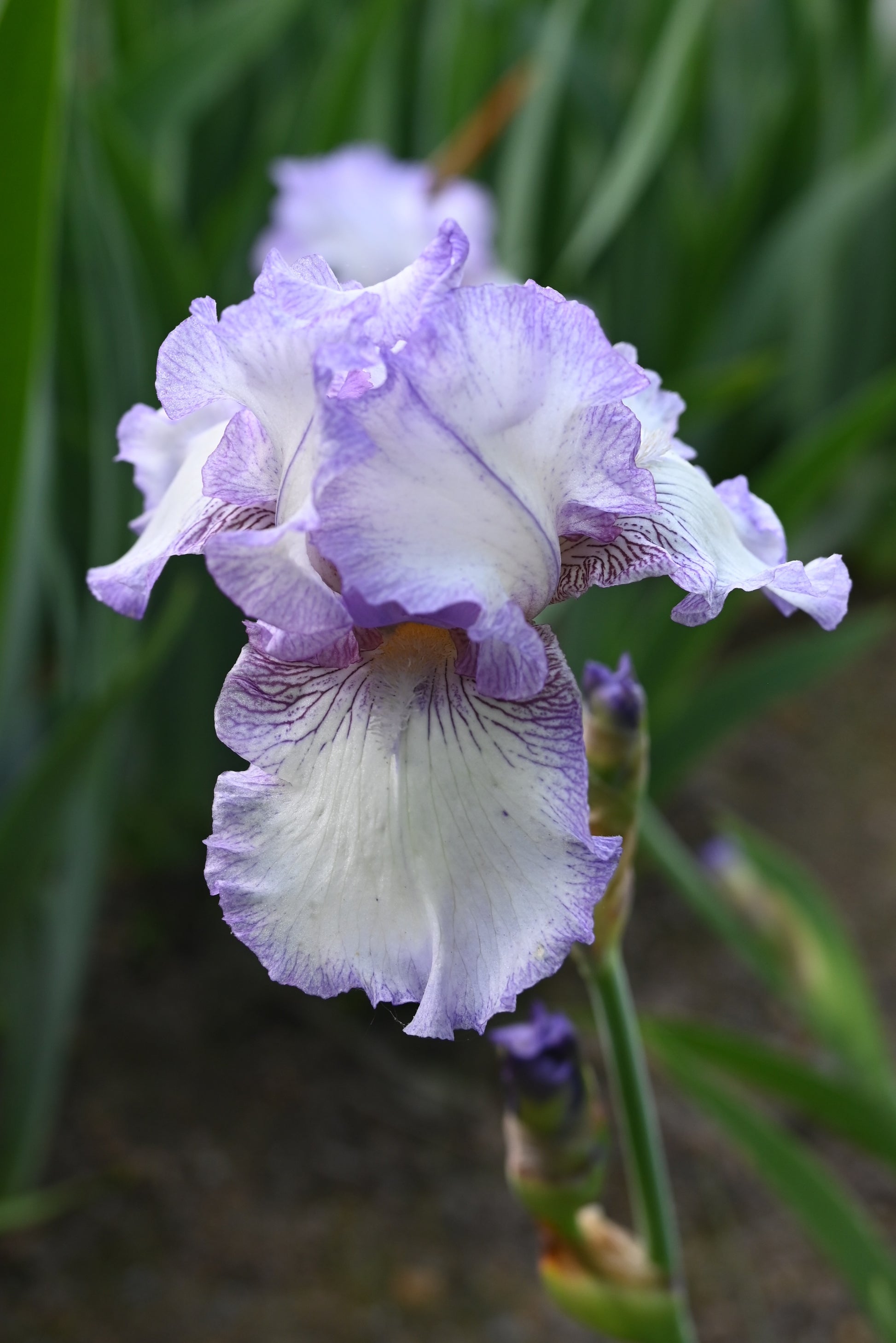 The flower Earl of Essex - Tall Bearded Iris (TB)