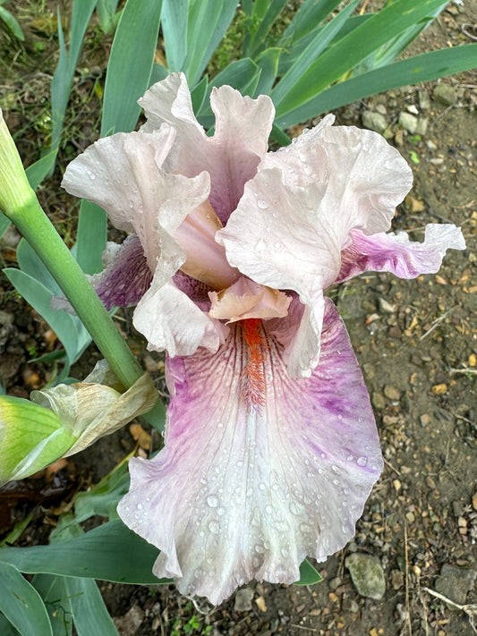 The flower Spun Candy - Tall Bearded Iris (TB)