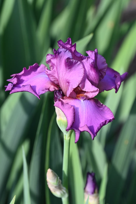 The flower Jaime Delgado - Tall Bearded Iris (TB)