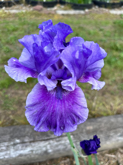 The flower Sweet Serenade - Tall Bearded Iris (TB)