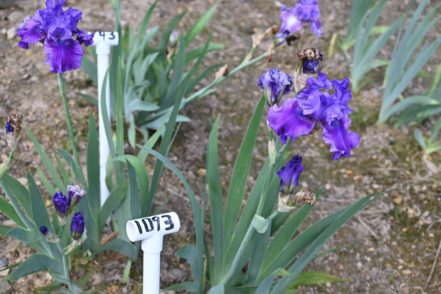 The flower Sweet Serenade - Tall Bearded Iris (TB)