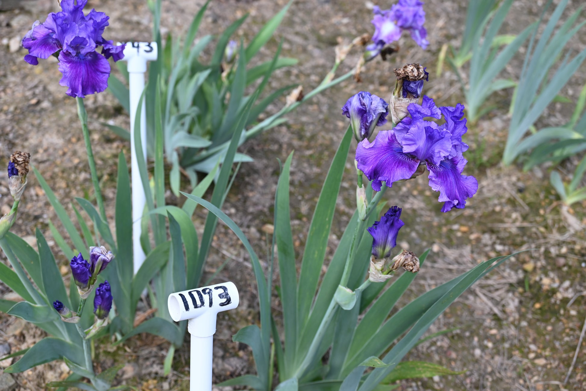 The flower Sweet Serenade - Tall Bearded Iris (TB)