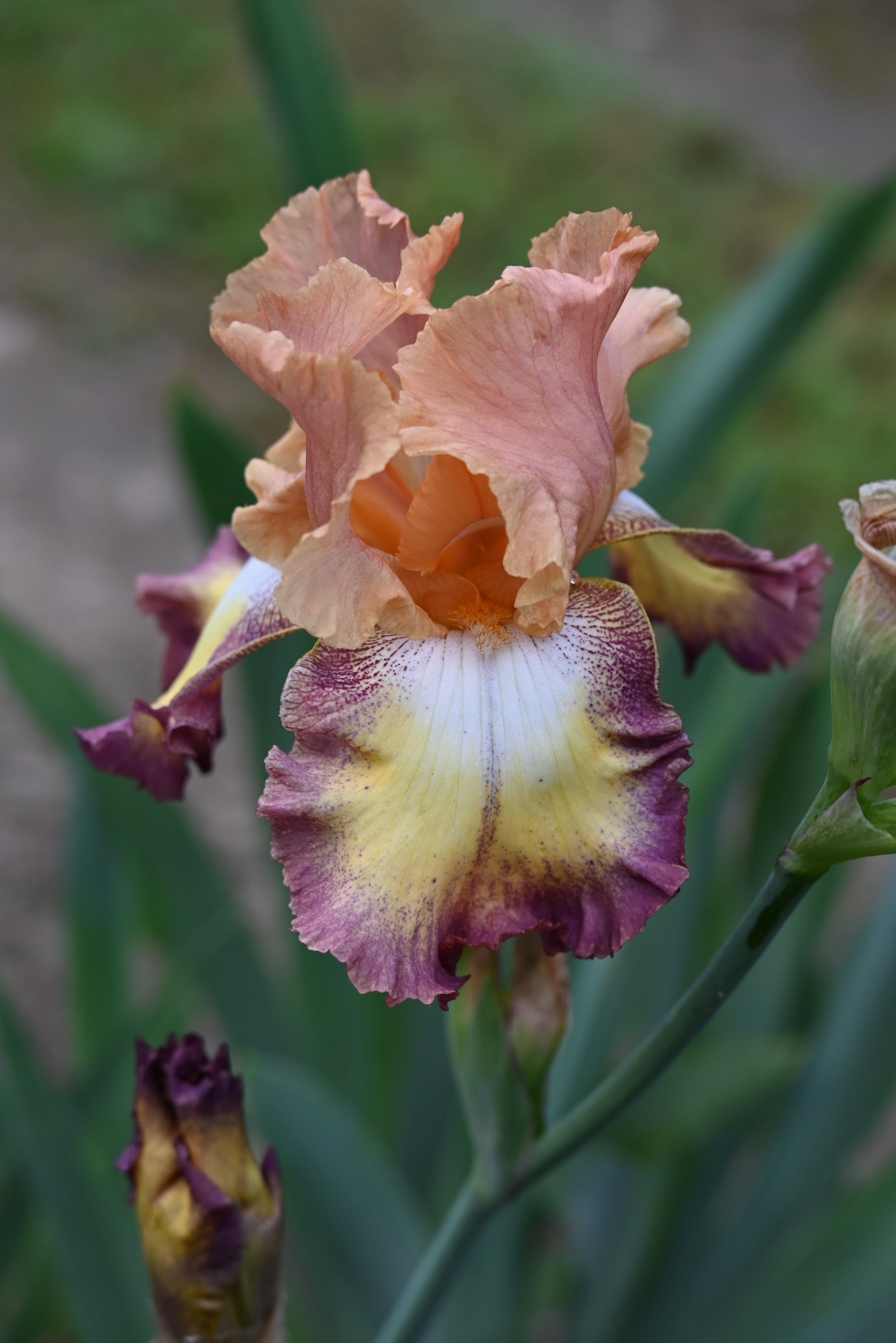 The flower Nita Bonita - Tall Bearded Iris (TB)