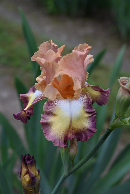 The flower Nita Bonita - Tall Bearded Iris (TB)