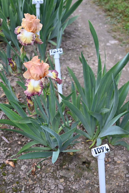 The flower Nita Bonita - Tall Bearded Iris (TB)