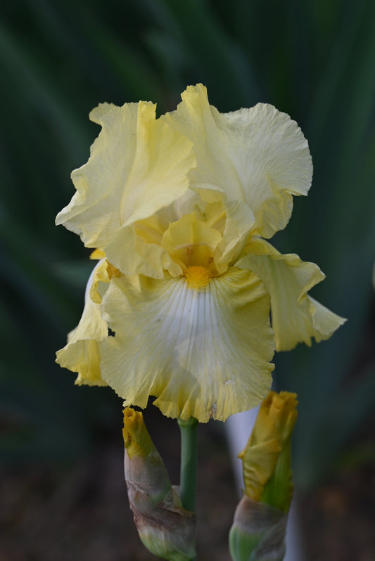 The flower Corn Dance - Tall Bearded Iris (TB)