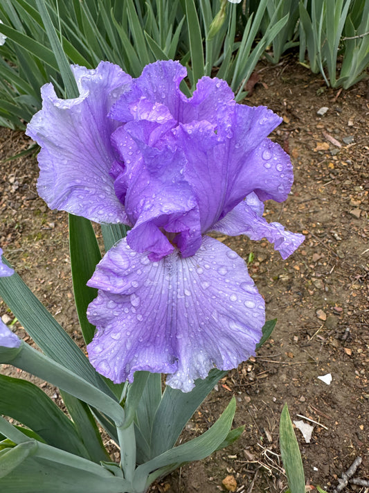 The flower Pretty Morning - Tall Bearded Iris (TB)