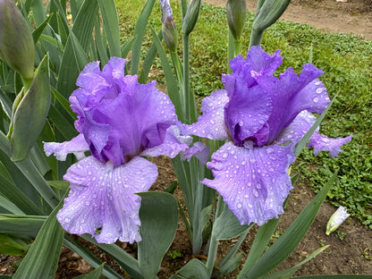 The flower Pretty Morning - Tall Bearded Iris (TB)