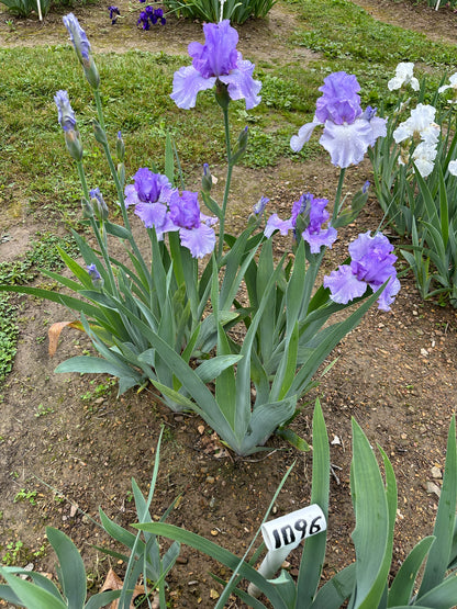 The flower Pretty Morning - Tall Bearded Iris (TB)