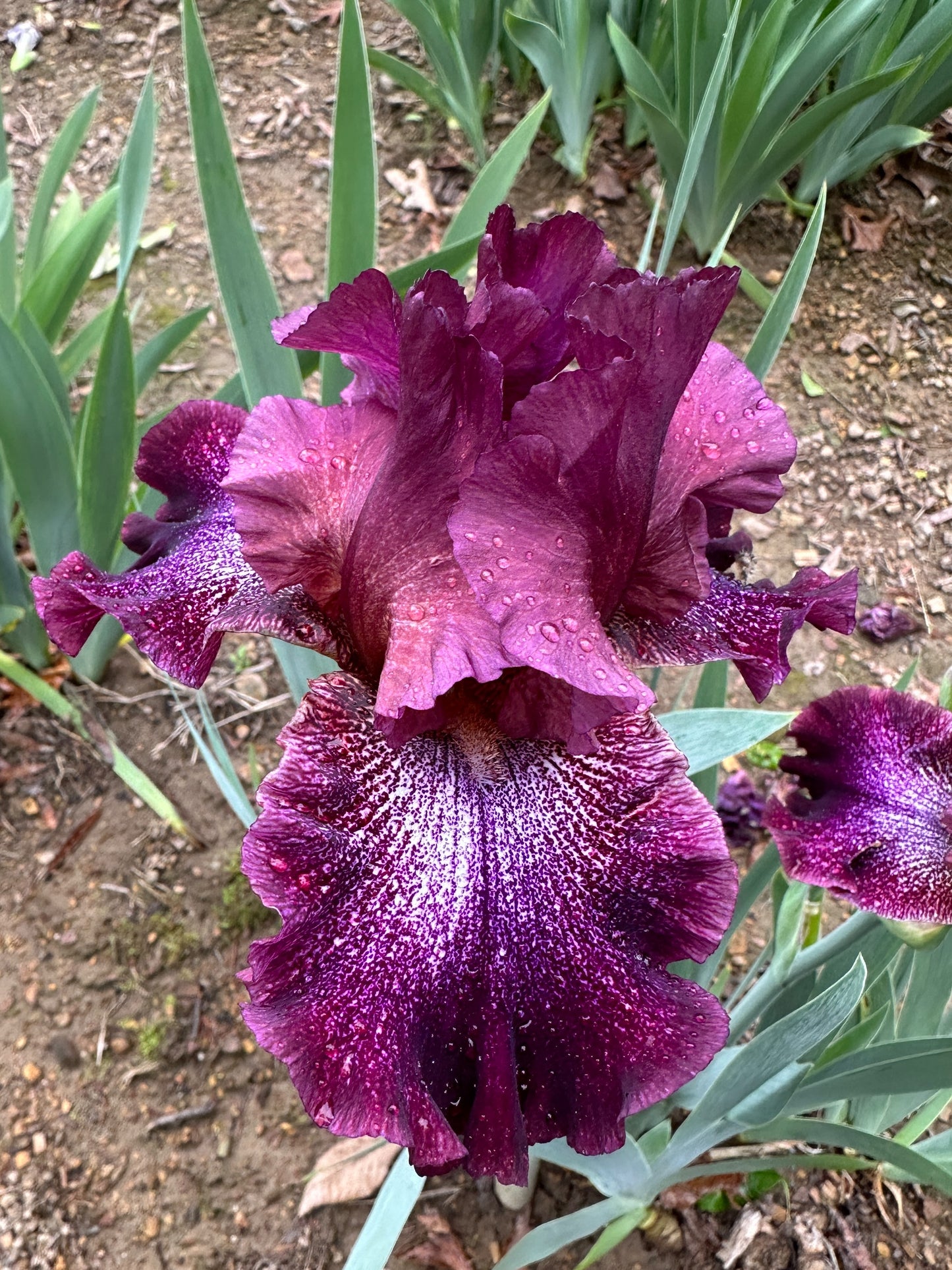 The flower He Man - Tall Bearded Iris (TB)