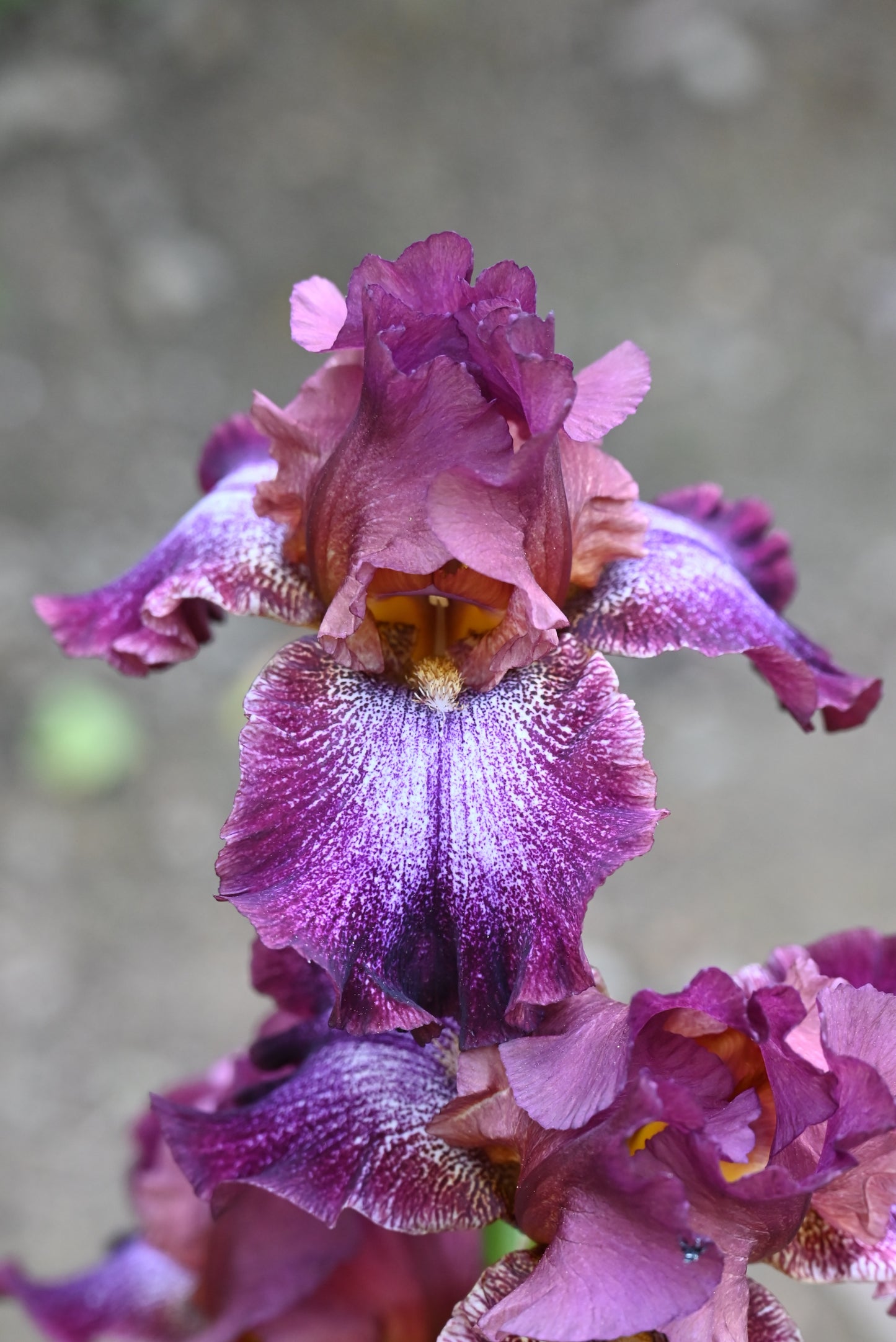 The flower He Man - Tall Bearded Iris (TB)