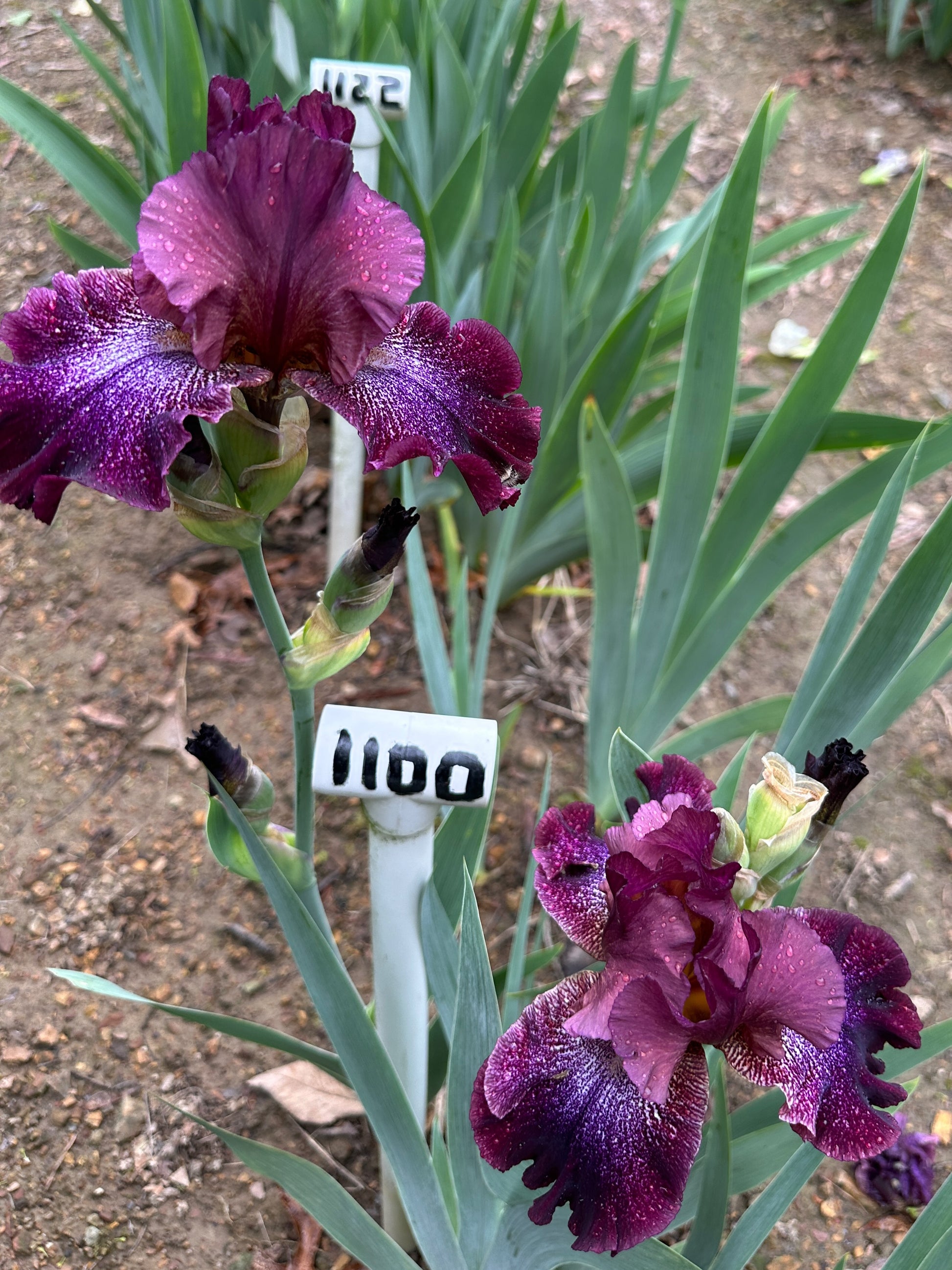 The flower He Man - Tall Bearded Iris (TB)